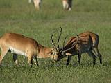 Africa 235 : Africa, Animal, Botswana, Mammal, Mombo, Okavango, Red Lechwe